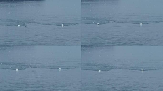 天鹅在多瑙河的蓝色水上游泳