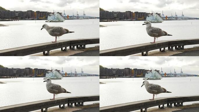 奥斯陆的好奇海鸥