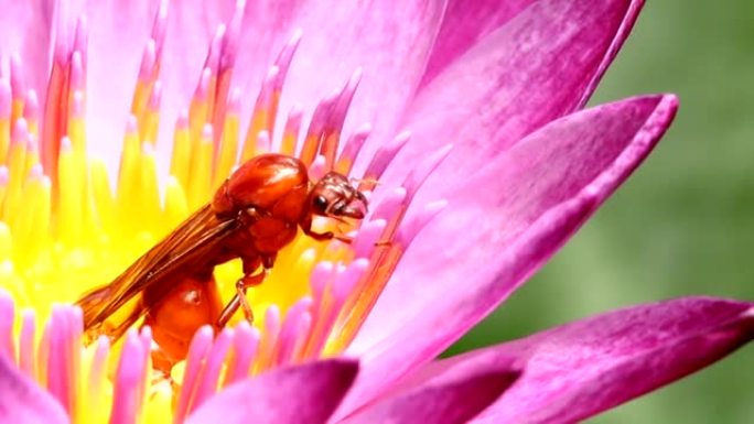 泰国清迈粉红莲花中的地下蚂蚁
