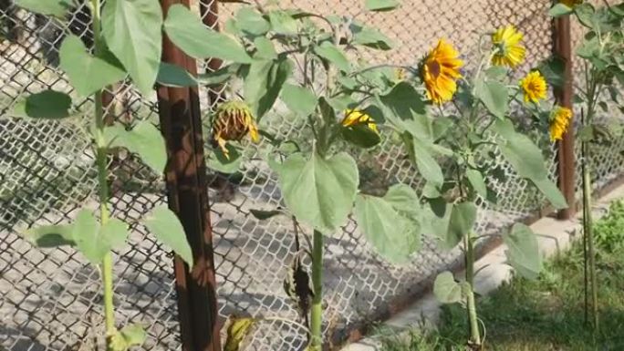 向日葵在院子里。向日葵在乌克兰-一种非常常见的植物，是美丽，善良，爱和伟大的象征。太阳能植物在其生长