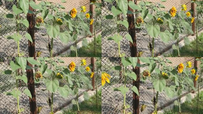 向日葵在院子里。向日葵在乌克兰-一种非常常见的植物，是美丽，善良，爱和伟大的象征。太阳能植物在其生长