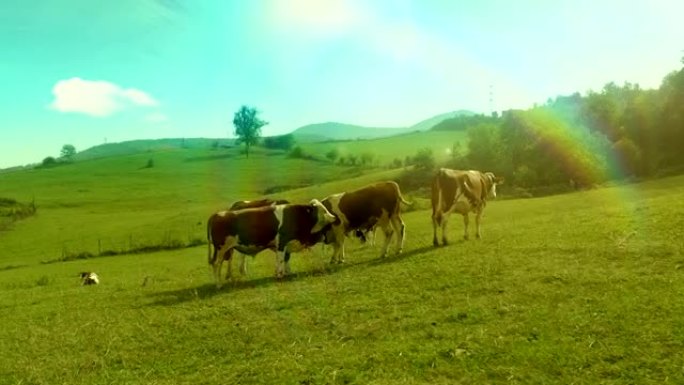 母牛走路，在绿色的草地上吃草。几张不同视角的照片。
