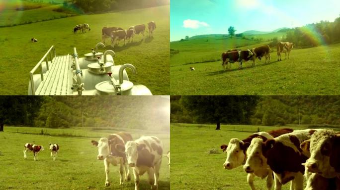 母牛走路，在绿色的草地上吃草。几张不同视角的照片。