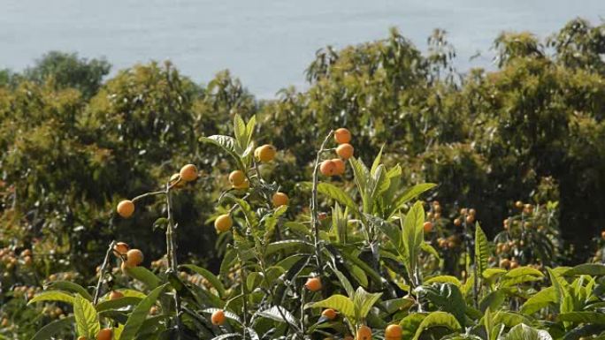 枇杷树中的meslar在农业种植园中的大海