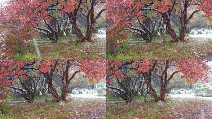 西伯利亚秋末冬初大雪下红叶山楂树