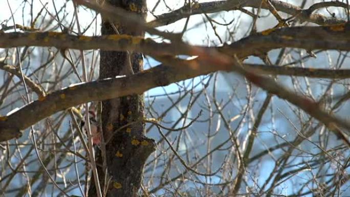 冬季中斑啄木鸟在树干中寻找幼虫 (Dendrocoptes medius)
