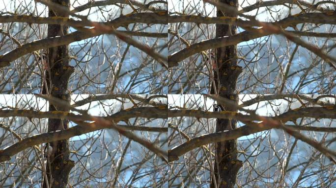 冬季中斑啄木鸟在树干中寻找幼虫 (Dendrocoptes medius)