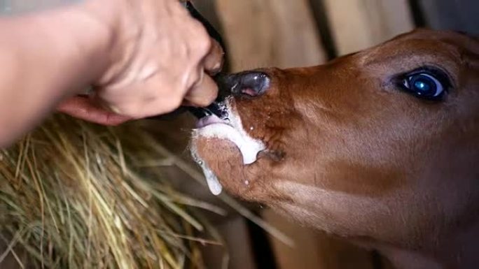 一位农民确实用奶瓶给小牛喝牛奶