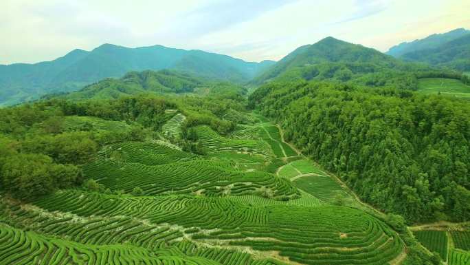 航拍武夷山燕子窠生态茶园、茶山、岩茶山场