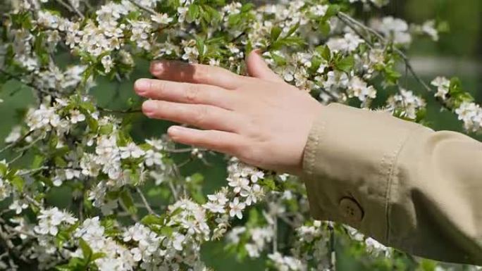 雌性手触摸野樱桃的花朵