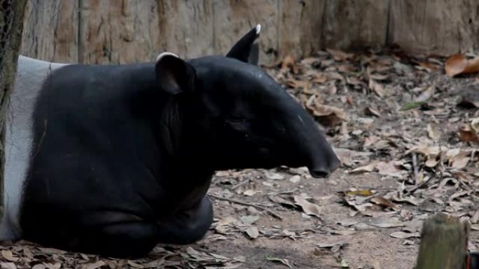 泰国热带森林中的野生动物在丛林深处的地面上睡觉