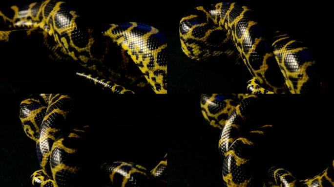黄色蟒蛇结
