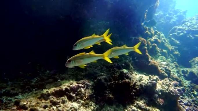 珊瑚礁上野生金条山羊鱼 (Mulloidichthys vanicolensis) 的水下镜头