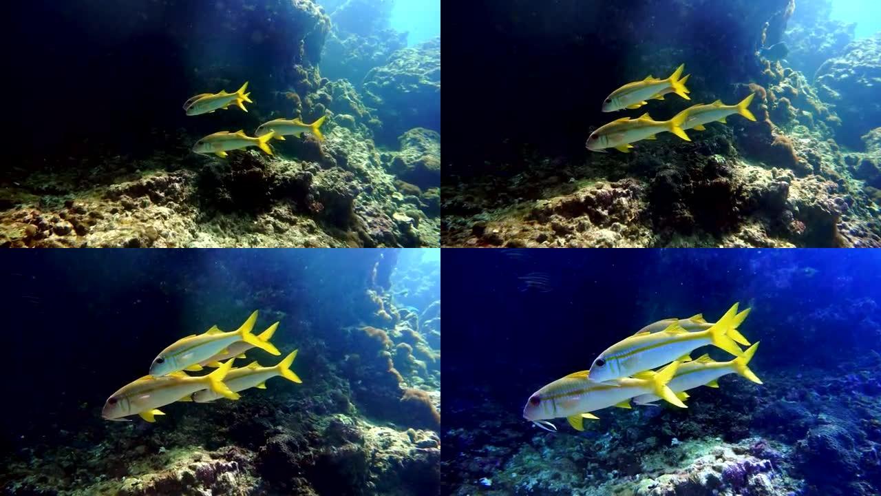 珊瑚礁上野生金条山羊鱼 (Mulloidichthys vanicolensis) 的水下镜头