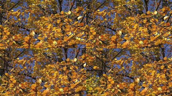 Trees with color leaves in autumn