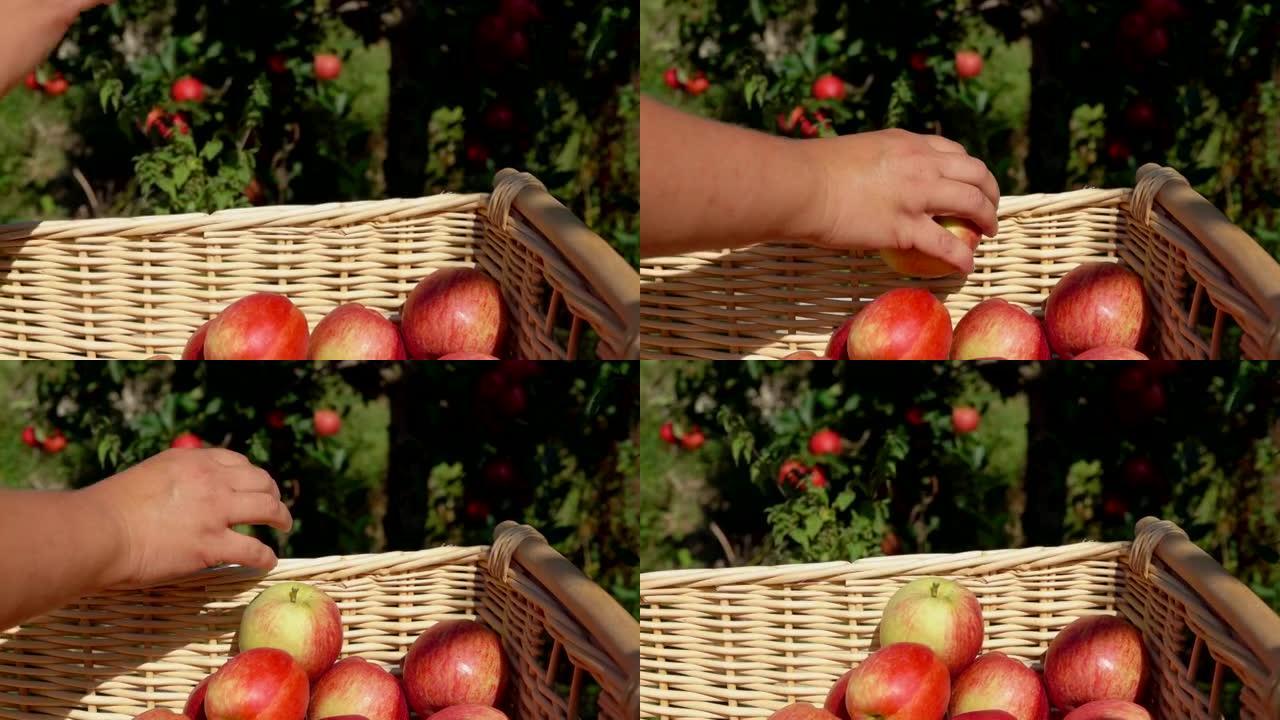 一只手放一个成熟的红苹果的特写镜头