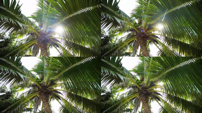 阳光下的椰子树