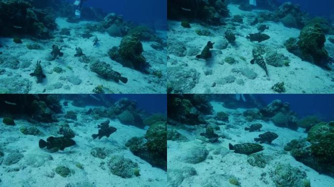 珊瑚礁中的雄性大理石石斑鱼群