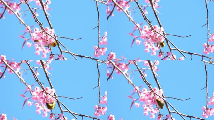 鸟和樱花和蓝天