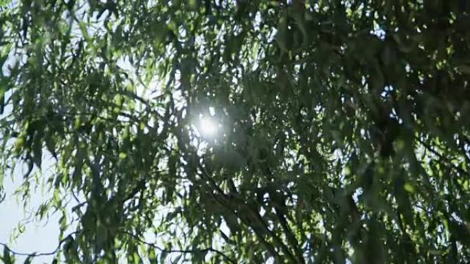 穿过太阳光线的树枝