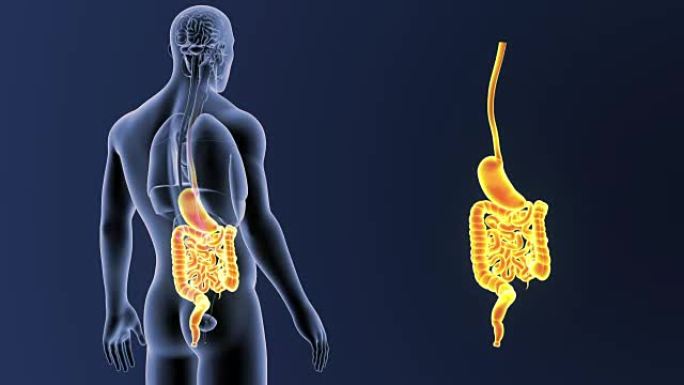 胃和肠随器官缩放