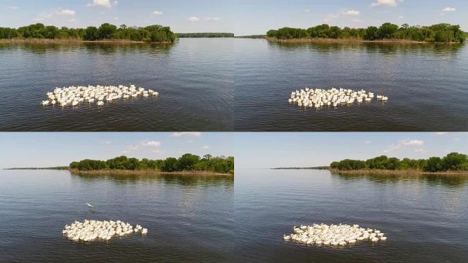 在五大湖上游泳的鹈鹕聚集在一起保护