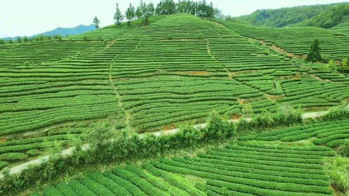 航拍武夷山燕子窠生态茶园、茶山、岩茶山场