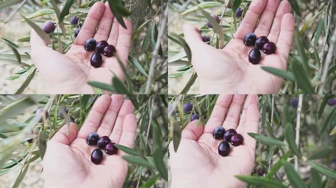 一个人的手正在触摸树上附着的一些橄榄果