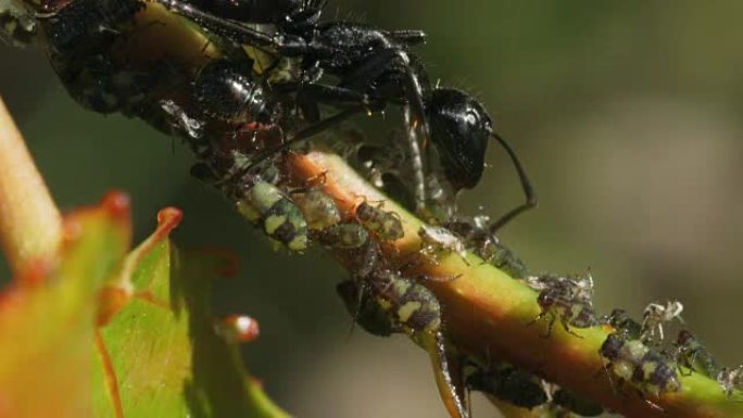 大黑蚂蚁和蚜虫。