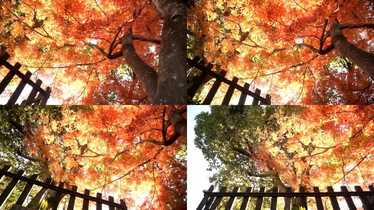 犬山市红枫树干树和绿树的低角度视图