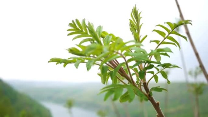 臭椿——一种侵入山谷的漆树属植物