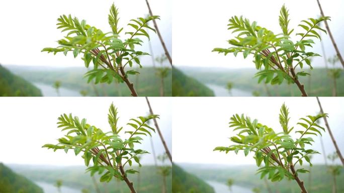 臭椿——一种侵入山谷的漆树属植物