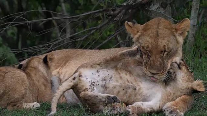 非洲狮，豹狮，妈妈舔幼崽，另一只幼崽正在哺乳，肯尼亚马赛马拉公园，实时4K