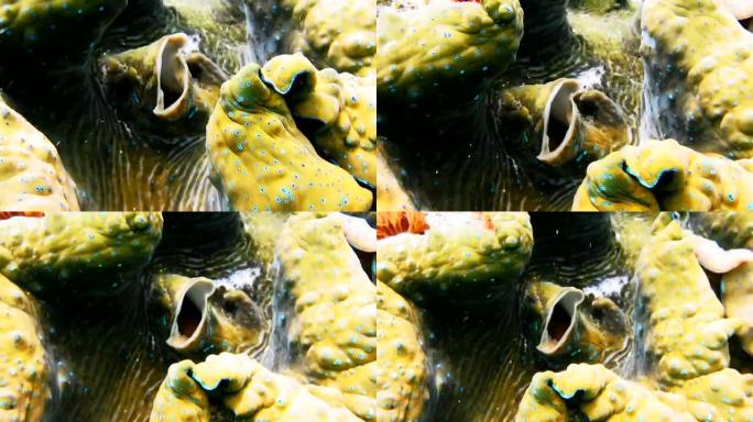 呼吸的特写彩色巨型蛤Tridacna gigas生长在印度尼西亚的浅滩Raja Ampat