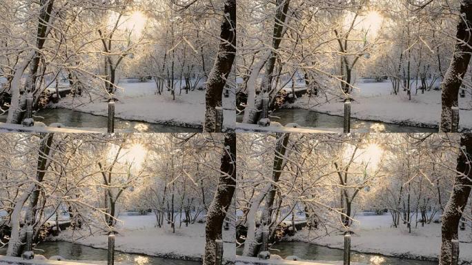 在树上的阳光融化雪