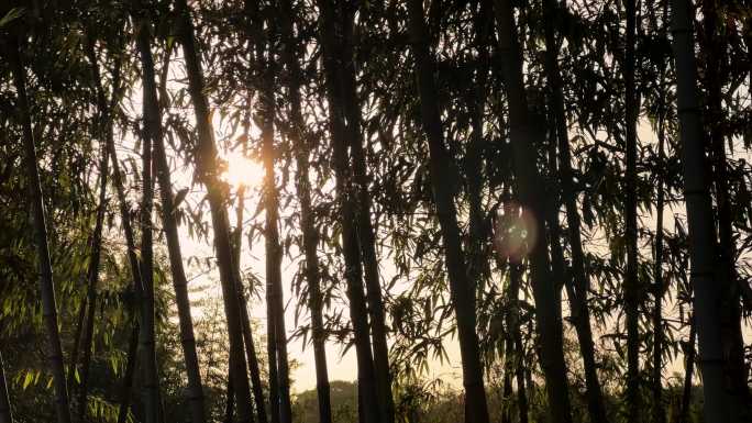 竹林剪影 下午 夕阳西下 竹林 竹子剪影