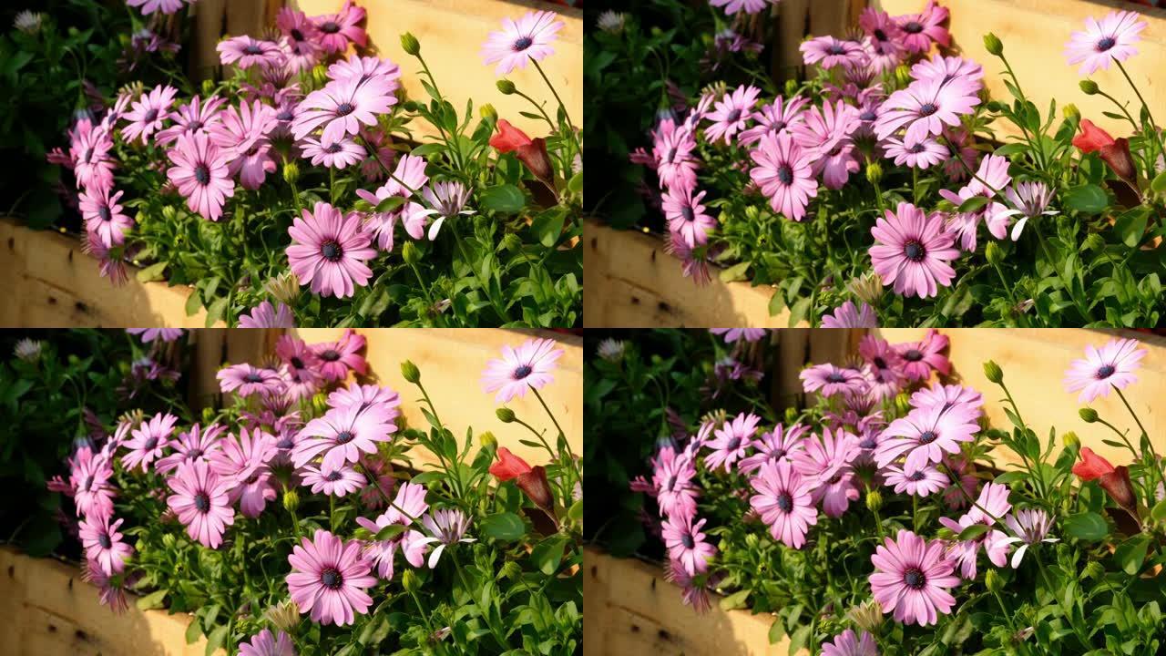 紫色骨膜花雏菊