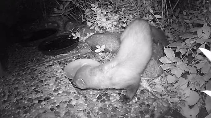 山毛榉貂 (Martes foina) 在夜间喂养猫粮。