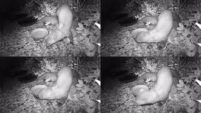 山毛榉貂 (Martes foina) 在夜间喂养猫粮。