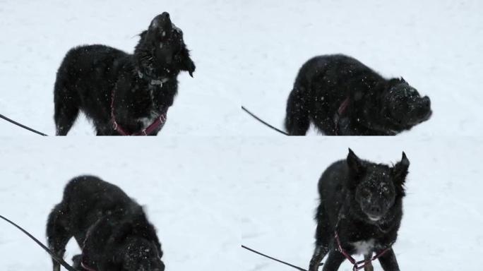冬季暴风雪中的黑狗