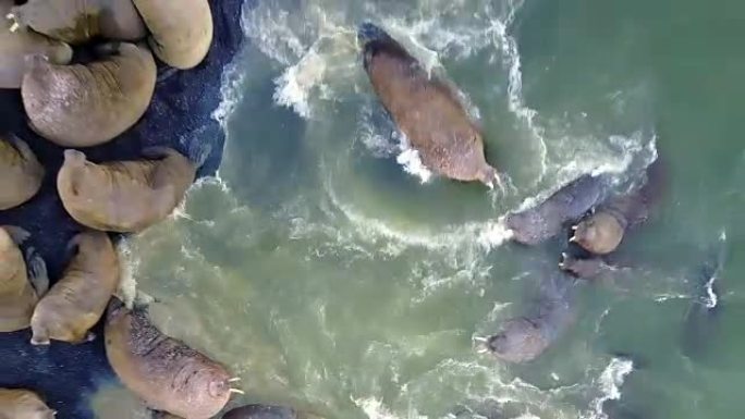 海象在北冰洋直升机航空视图的冷水中夹住哺乳动物。