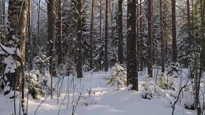 冬日森林阳光明媚。从左向右平滑移动