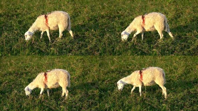 4k电影可爱的小羊羔站在草地上，看着相机。