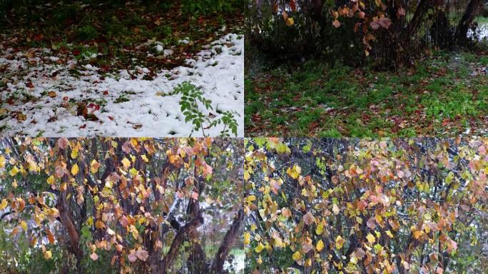 西伯利亚秋末冬初大雪下红叶山楂树