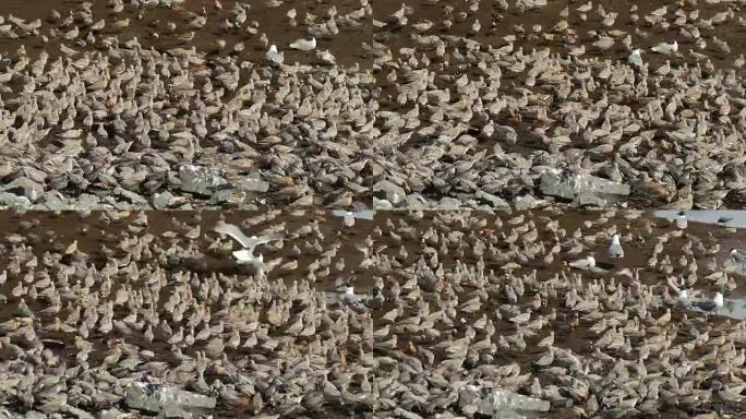 喂红结鹬笑鸥芦苇海滩开普梅半岛新泽西