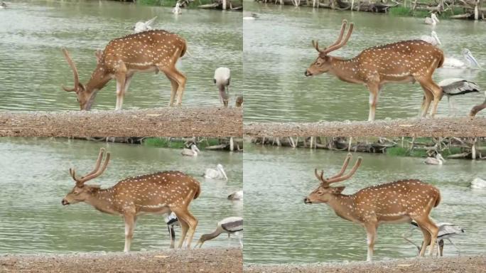 埃尔德的鹿，眉角鹿在池塘里喝水