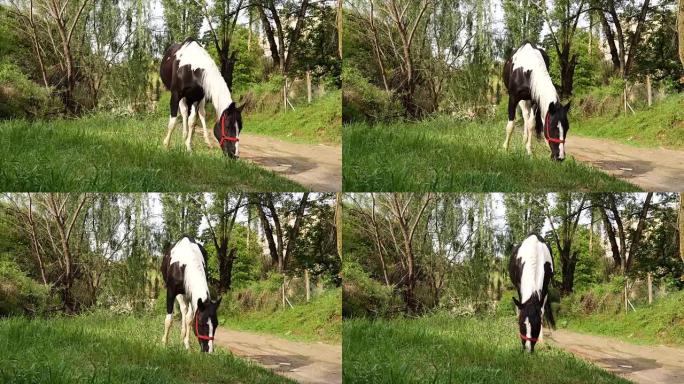 可爱的黑白马在Primer Trail附近的乡村吃草