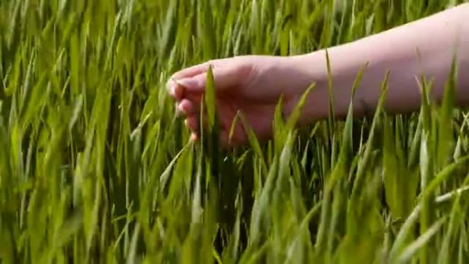 农业，妇女在农场触摸小麦作物