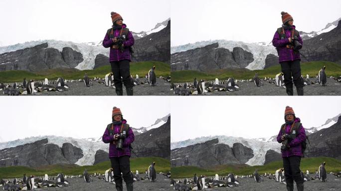 摄影师为福克兰群岛桑德斯的Gentoo企鹅拍照