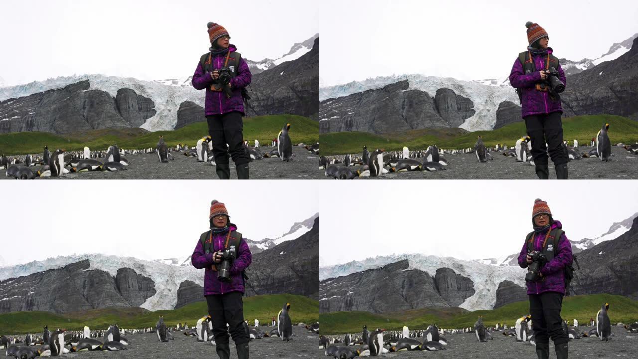 摄影师为福克兰群岛桑德斯的Gentoo企鹅拍照